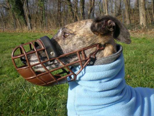 Windhunde - Treffen der besonderen Schönheiten
HERZLICH WILLKOMMEN-Beitrag-Bild