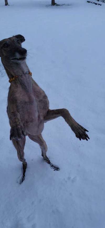 Windhunde - Treffen der besonderen Schönheiten
HERZLICH WILLKOMMEN-Beitrag-Bild