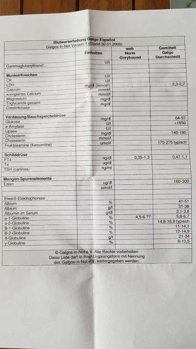 Windhunde - Treffen der besonderen Schönheiten
HERZLICH WILLKOMMEN-Beitrag-Bild