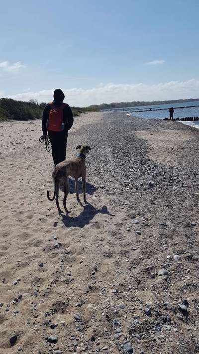 Windhunde - Treffen der besonderen Schönheiten
HERZLICH WILLKOMMEN-Beitrag-Bild
