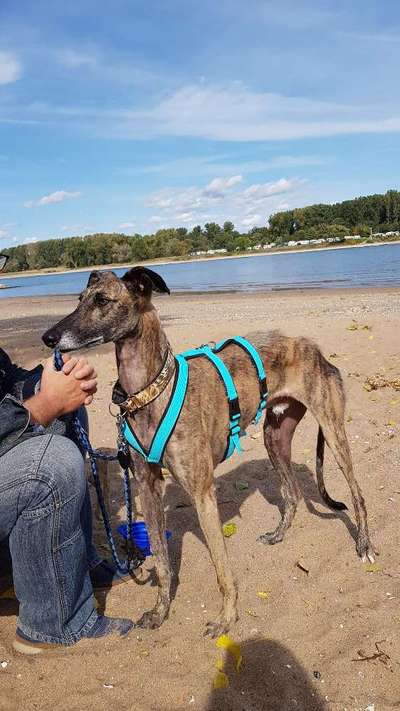 Windhunde - Treffen der besonderen Schönheiten
HERZLICH WILLKOMMEN-Beitrag-Bild