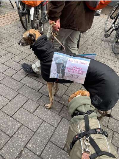 Windhunde - Treffen der besonderen Schönheiten
HERZLICH WILLKOMMEN-Beitrag-Bild