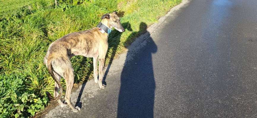 Windhunde - Treffen der besonderen Schönheiten
HERZLICH WILLKOMMEN-Beitrag-Bild