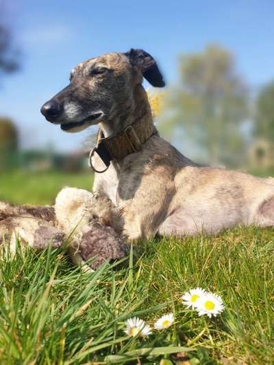 TierschutzhundeStammtisch🐕-Beitrag-Bild