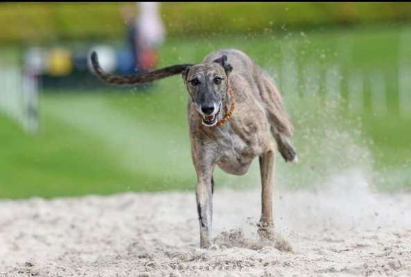 Windhunde - Treffen der besonderen Schönheiten
HERZLICH WILLKOMMEN-Beitrag-Bild