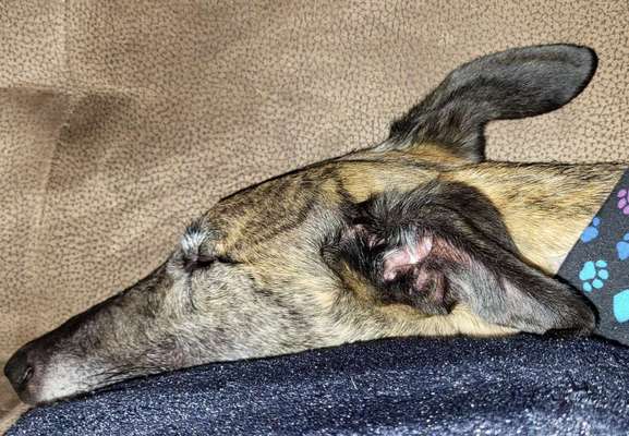 Windhunde - Treffen der besonderen Schönheiten
HERZLICH WILLKOMMEN-Beitrag-Bild