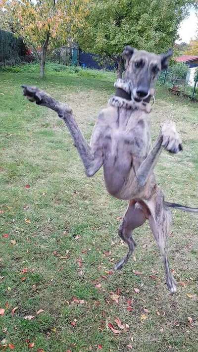 Windhunde - Treffen der besonderen Schönheiten
HERZLICH WILLKOMMEN-Beitrag-Bild