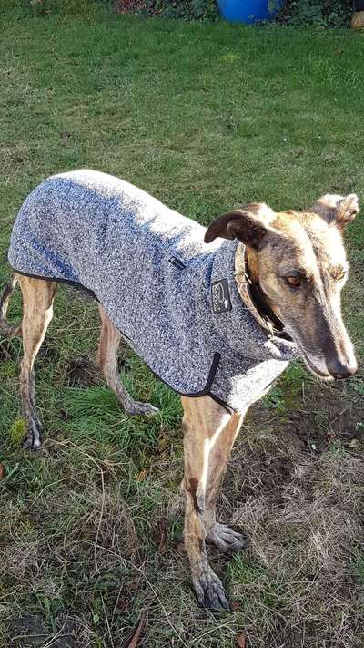 Windhunde und Winter - Pullover mit spezieller Passform?!-Beitrag-Bild