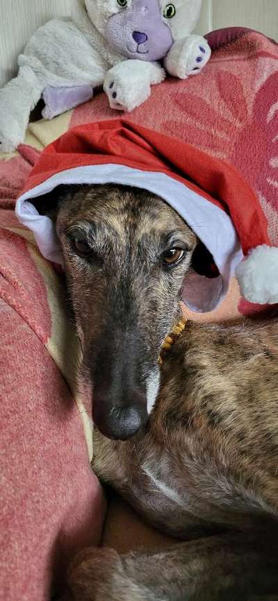 Windhunde - Treffen der besonderen Schönheiten
HERZLICH WILLKOMMEN-Beitrag-Bild