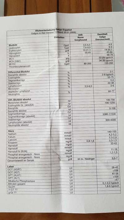 Windhunde - Treffen der besonderen Schönheiten
HERZLICH WILLKOMMEN-Beitrag-Bild