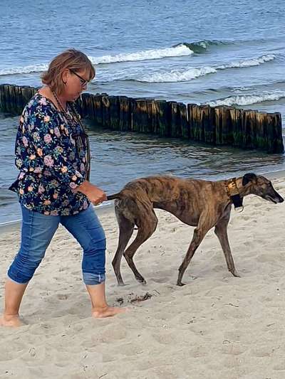 Hunderunde-Beitrag-Bild