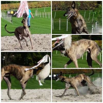 Windhunde - Treffen der besonderen Schönheiten
HERZLICH WILLKOMMEN-Beitrag-Bild