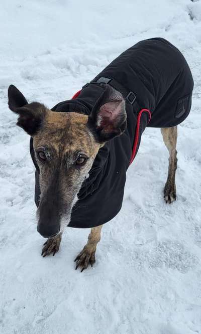 Windhunde - Treffen der besonderen Schönheiten
HERZLICH WILLKOMMEN-Beitrag-Bild