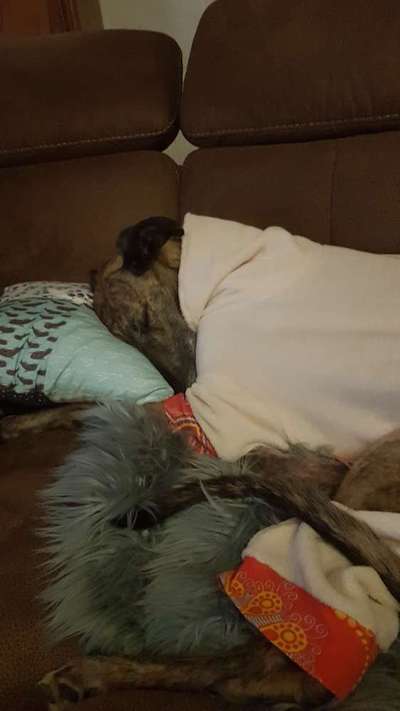 Windhunde - Treffen der besonderen Schönheiten
HERZLICH WILLKOMMEN-Beitrag-Bild