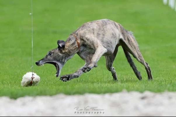 Windhunde - Treffen der besonderen Schönheiten
HERZLICH WILLKOMMEN-Beitrag-Bild