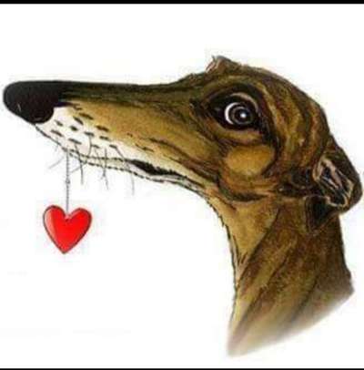 Windhunde - Treffen der besonderen Schönheiten
HERZLICH WILLKOMMEN-Beitrag-Bild