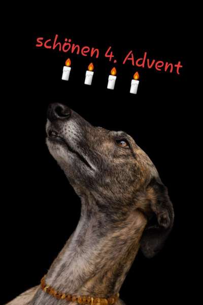 Windhunde - Treffen der besonderen Schönheiten
HERZLICH WILLKOMMEN-Beitrag-Bild