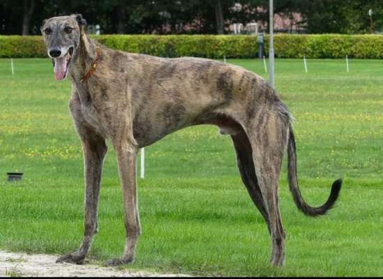 Windhunde - Treffen der besonderen Schönheiten
HERZLICH WILLKOMMEN-Beitrag-Bild