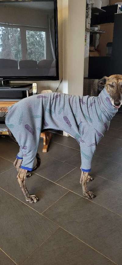 Windhunde - Treffen der besonderen Schönheiten
HERZLICH WILLKOMMEN-Beitrag-Bild