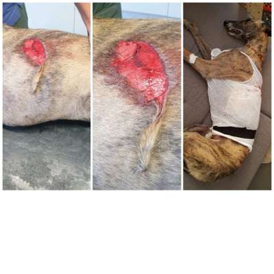 Windhunde - Treffen der besonderen Schönheiten
HERZLICH WILLKOMMEN-Beitrag-Bild