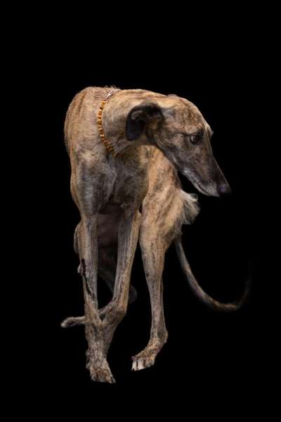 Auslandstierschutz-Beitrag-Bild