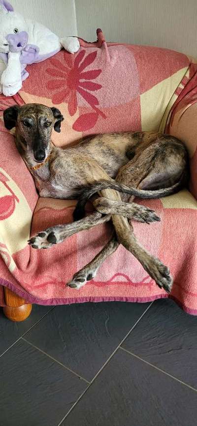 Windhunde - Treffen der besonderen Schönheiten
HERZLICH WILLKOMMEN-Beitrag-Bild