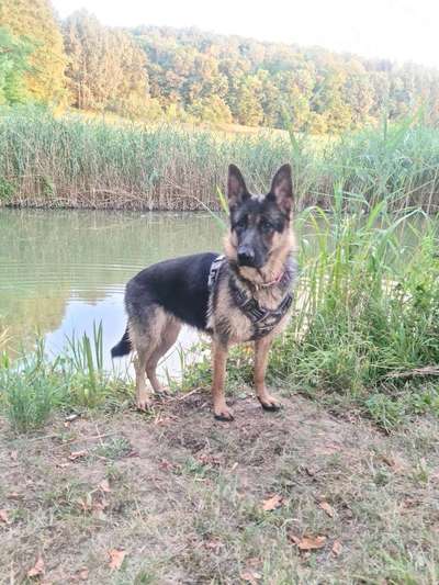 Alles rund um den Schäferhund, diskutieren erwünscht.-Beitrag-Bild