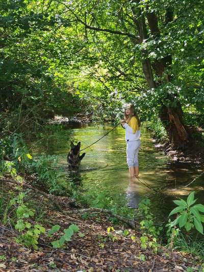 Alles rund um den Schäferhund, diskutieren erwünscht.-Beitrag-Bild