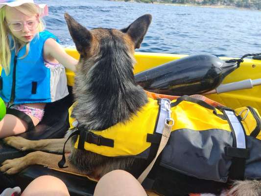 Alles rund um den Schäferhund, diskutieren erwünscht.-Beitrag-Bild