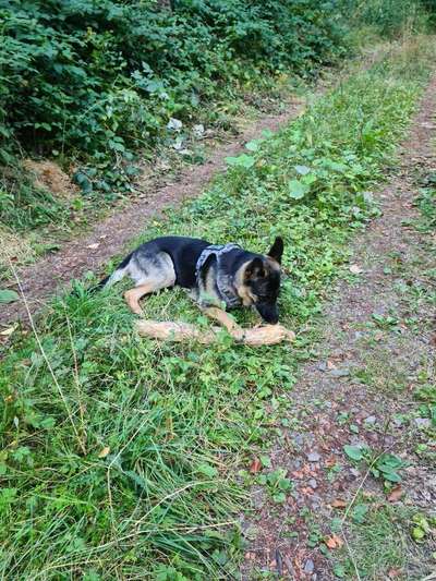 Alles rund um den Schäferhund, diskutieren erwünscht.-Beitrag-Bild