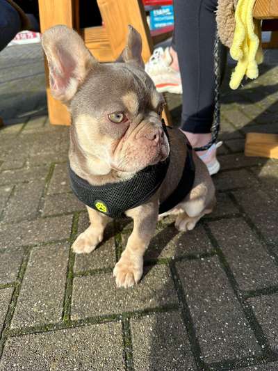 Hundetreffen-Bully treffen-Bild