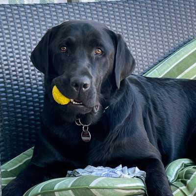 Hundetreffen-Spielpartner gesucht 🙈-Bild