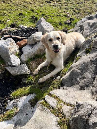 Hundetreffen-Social Walks gerne auch mit anschließendem Spiel-Bild