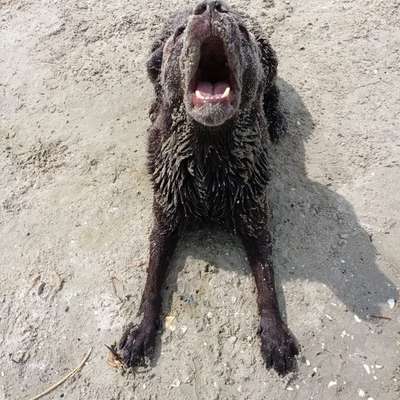 Hundetreffen-Gassirunde Am Auesee-Bild