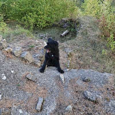 Hundetreffen-Freiflächensuche & Nasenarbeit für Hunde

Meersburg Überlingen Friedrichshafen-Bild