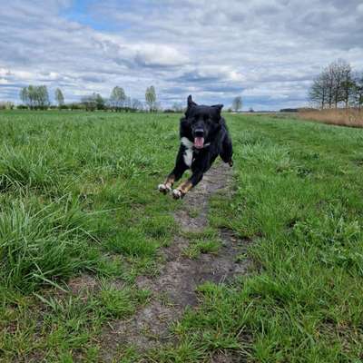 Hundetreffen-Spiel- oder Gassirunden am Feld-Bild