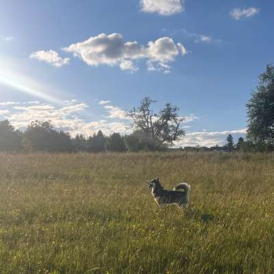 Hundetreffen-Husky-Gruppe für Social Walks & Zoomies-Bild