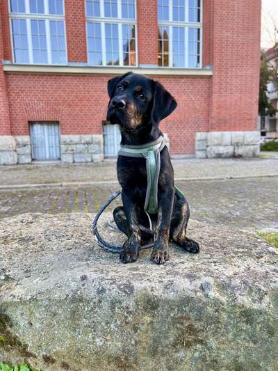 Hundetreffen-Welpentreffen/ puppy play date-Bild