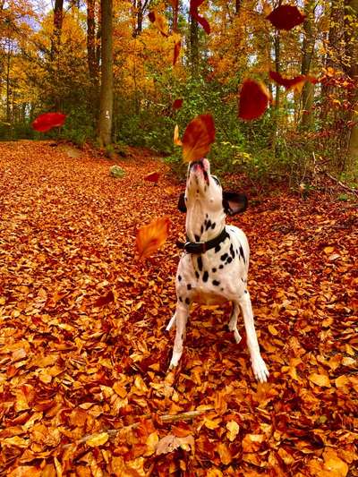 33.Farben Challenge: 
Thema Herbstfarben-Beitrag-Bild