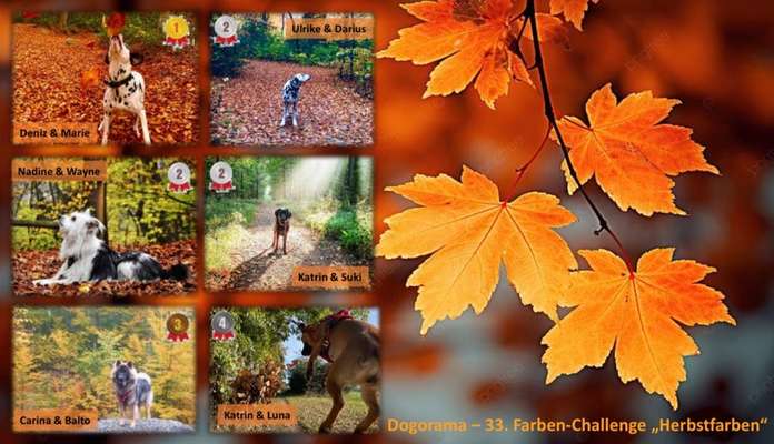 33.Farben Challenge: 
Thema Herbstfarben-Beitrag-Bild