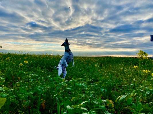 156. Fotochallenge *** DEIN HUND UND DIE WUNDERSCHÖNEN WOLKEN ***-Beitrag-Bild