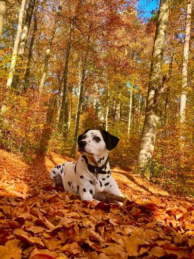 26. Farben Fotochallenge "Herbstfarben"-Beitrag-Bild