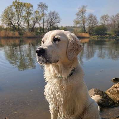 Hundetreffen-Social-Walk-Bild