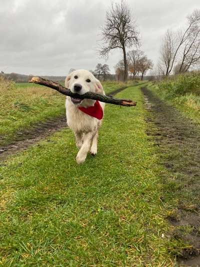 Hundetreffen-Let‘s play 🐶🎾-Bild