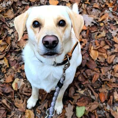 Hundetreffen-Gemeinsamer Spaziergang/ Training