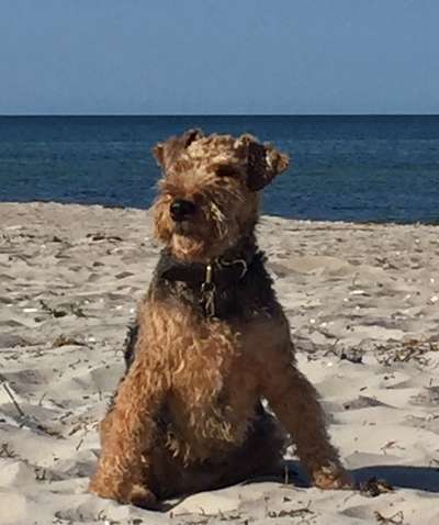Hunde im Urlaub-Beitrag-Bild
