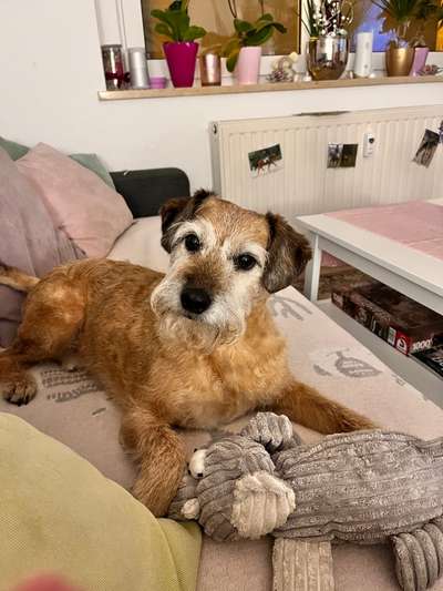 Was denkt ihr, welche Rassen in meinem Hund stecken könnten?-Beitrag-Bild