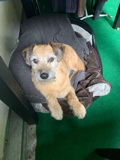 Mischlingshunde Foto Aufruf-Beitrag-Bild