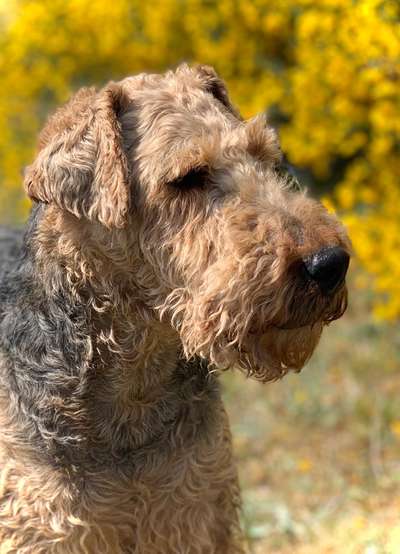 Zeigt mir die tollste Nahaufnahme von eurer Fellnase-Beitrag-Bild