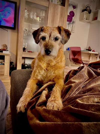 Mischlingshunde Foto Aufruf-Beitrag-Bild